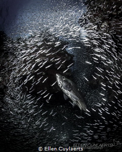 "Glory" 
Tarpon having its moment as silversides arrived... by Ellen Cuylaerts 